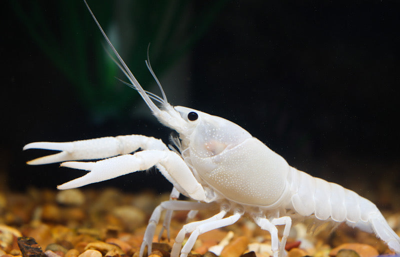 Vanilla Crayfish