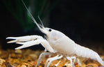 Load image into Gallery viewer, Vanilla Crayfish
