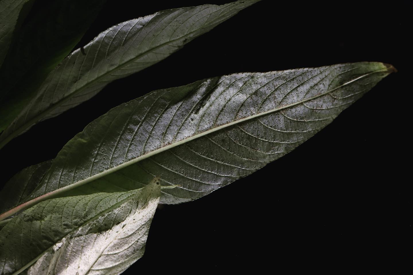 Narrow Leaf Temple