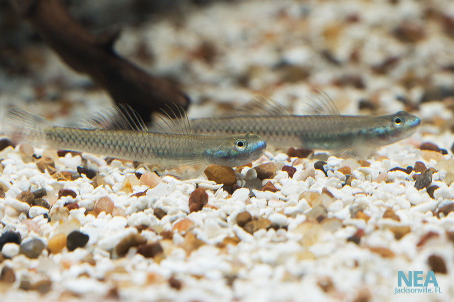 Neon Stiph. Goby