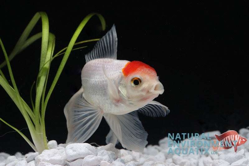 Redcap Oranda Fish Red Cap Oranda Goldfish – Natural Environment Aquatix