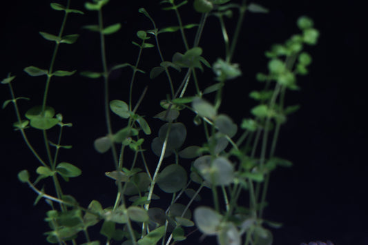 Baby Tears Aquatic Plant