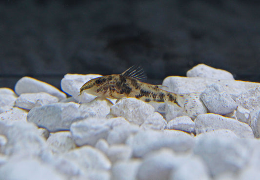 Barbatus Corydoras Catfish