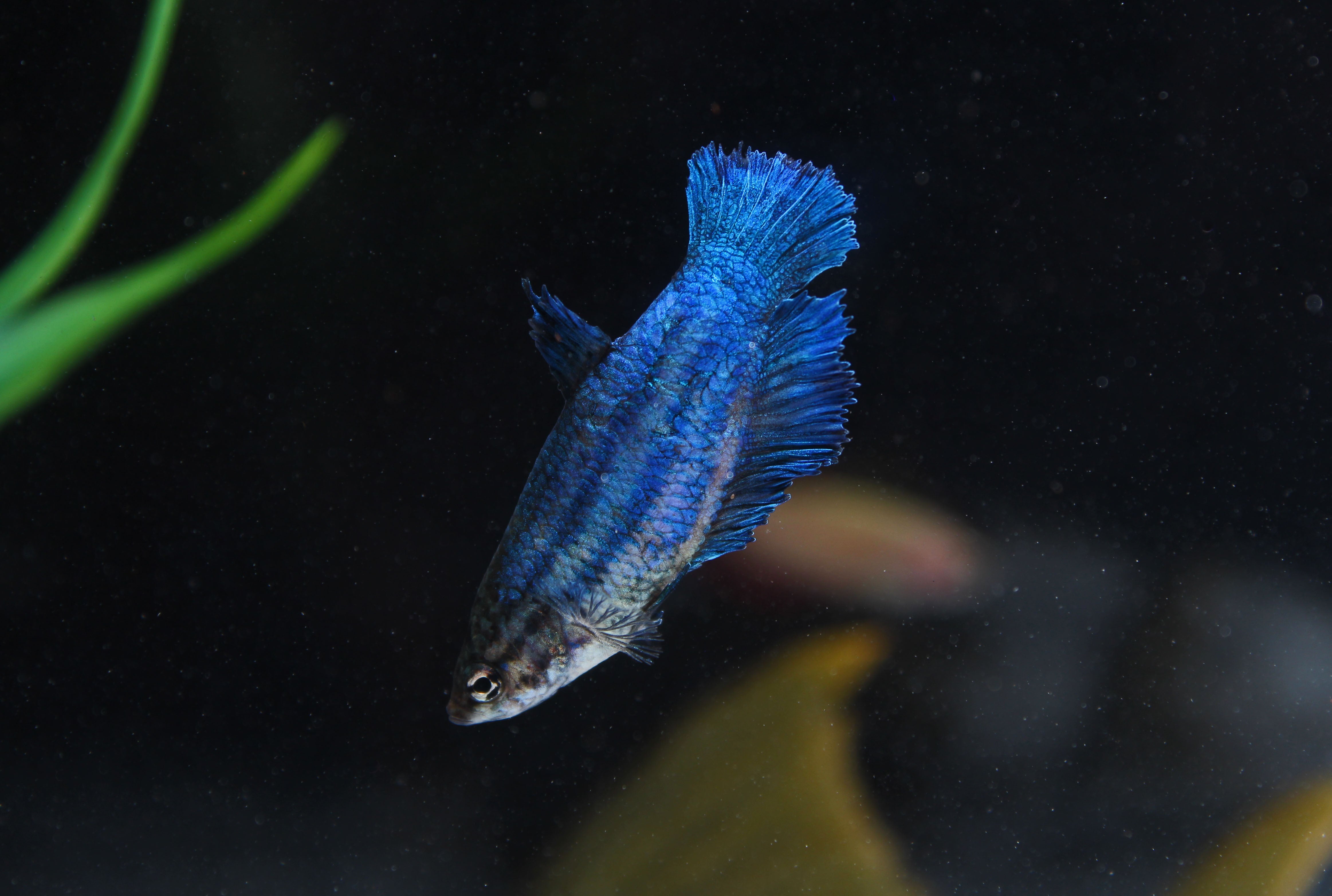 Freshwater Aquarium Fish for Sale | Freshwater Fish Online – Natural ...