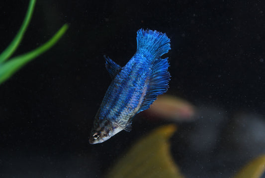 Assorted Female Betta Fish