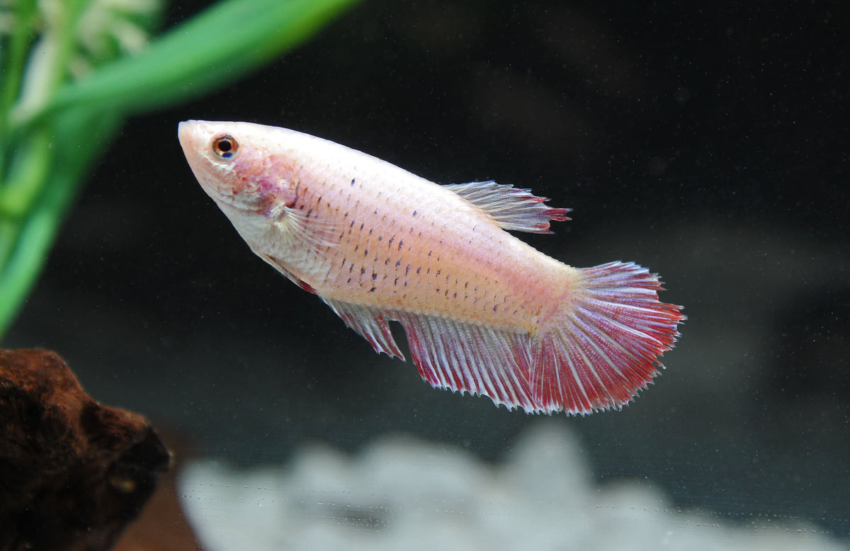 White Female Betta Fish White female betta fish
