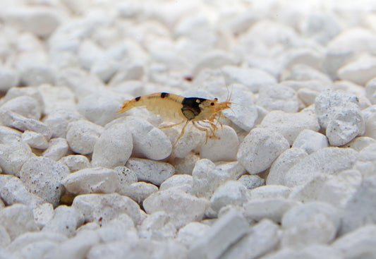 Black  Crystal Shrimp