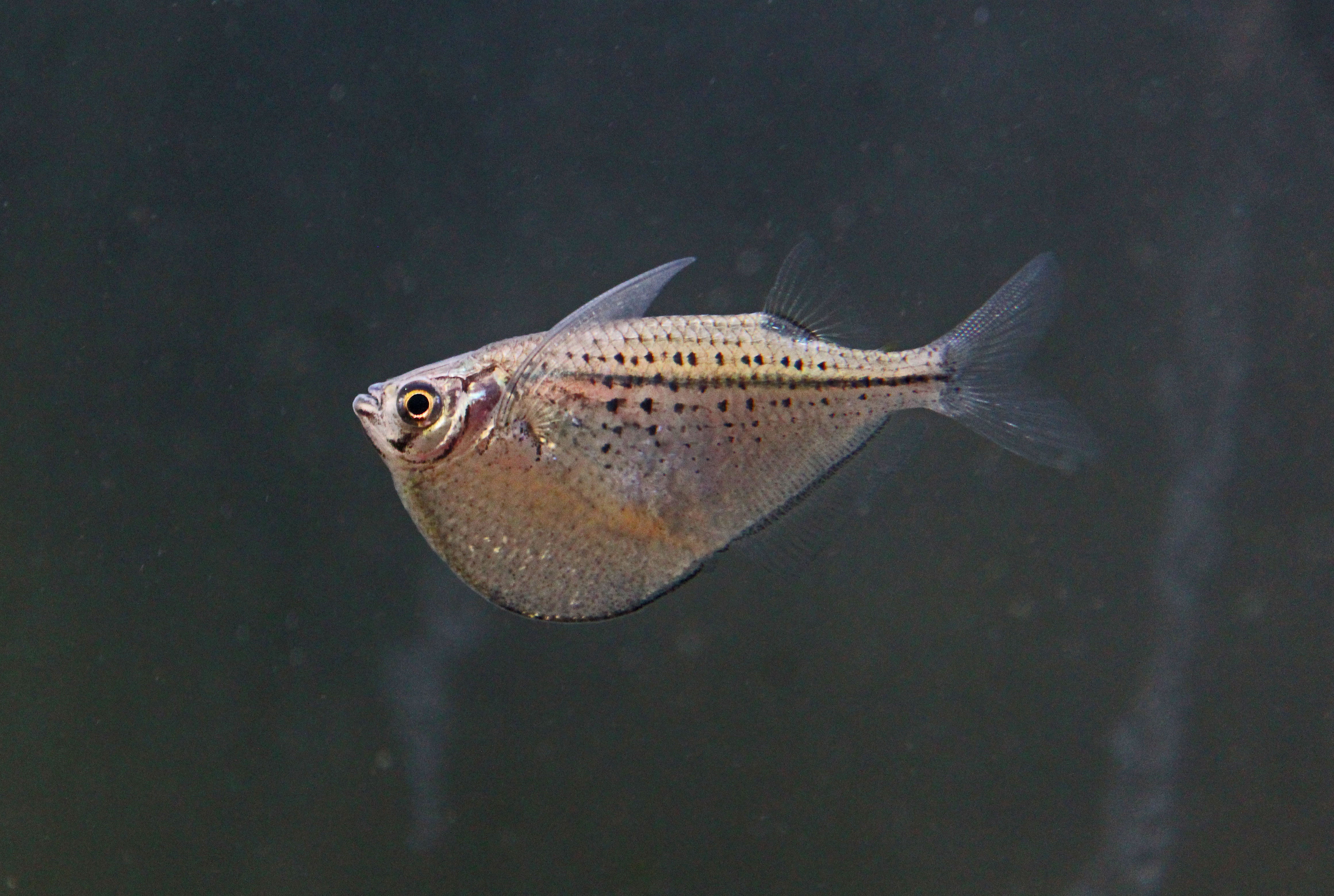 Black Spot Hatchet Fish
