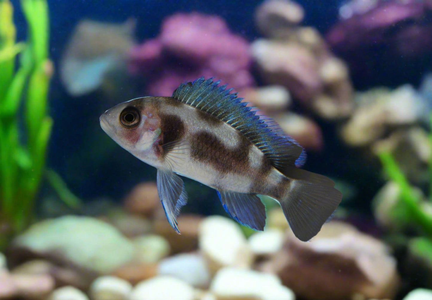 Black Widow Frontosa Cichlid