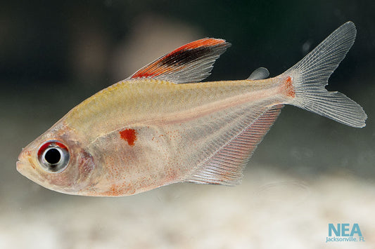 A single Bleeding Heart Tetra fish swimming in freshwater with a white and red colored body.