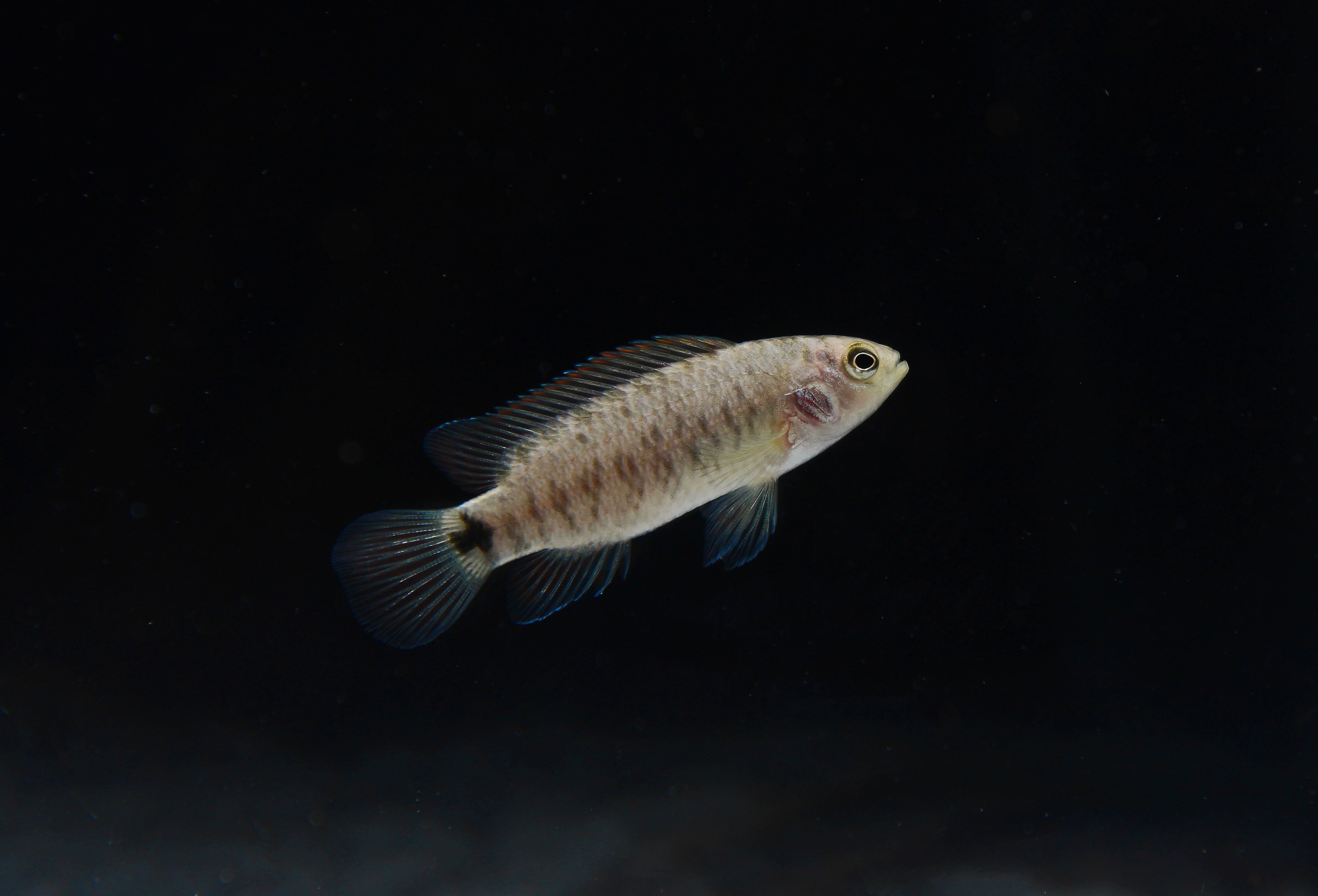 Badis Fish