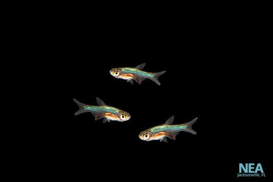 Three Blue Neon RASBORA fish swimming in a dark environment, with a watermark indicating the image was taken by NEA Aquatix.
