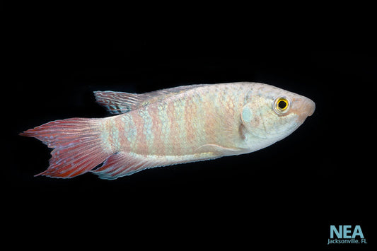 A single Blue Paradise Gourami fish swimming against a black background, showing its silver body and pink fins.