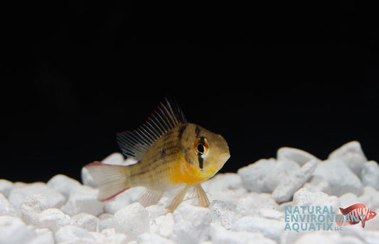 A small Bolivian Ram cichlid fish swimming above white aquarium gravel in a tank.