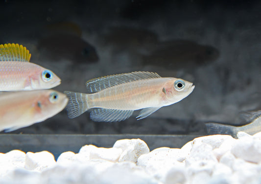 Brevis Kitumba Cichlid