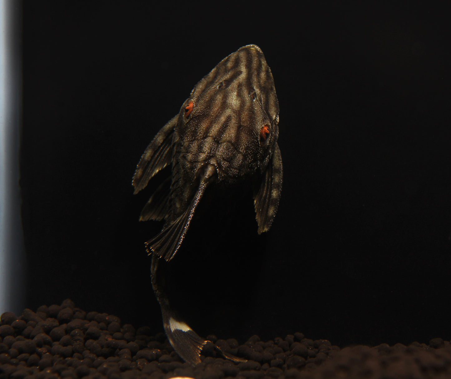 Half Spotted Watermelon Plecostomus L330