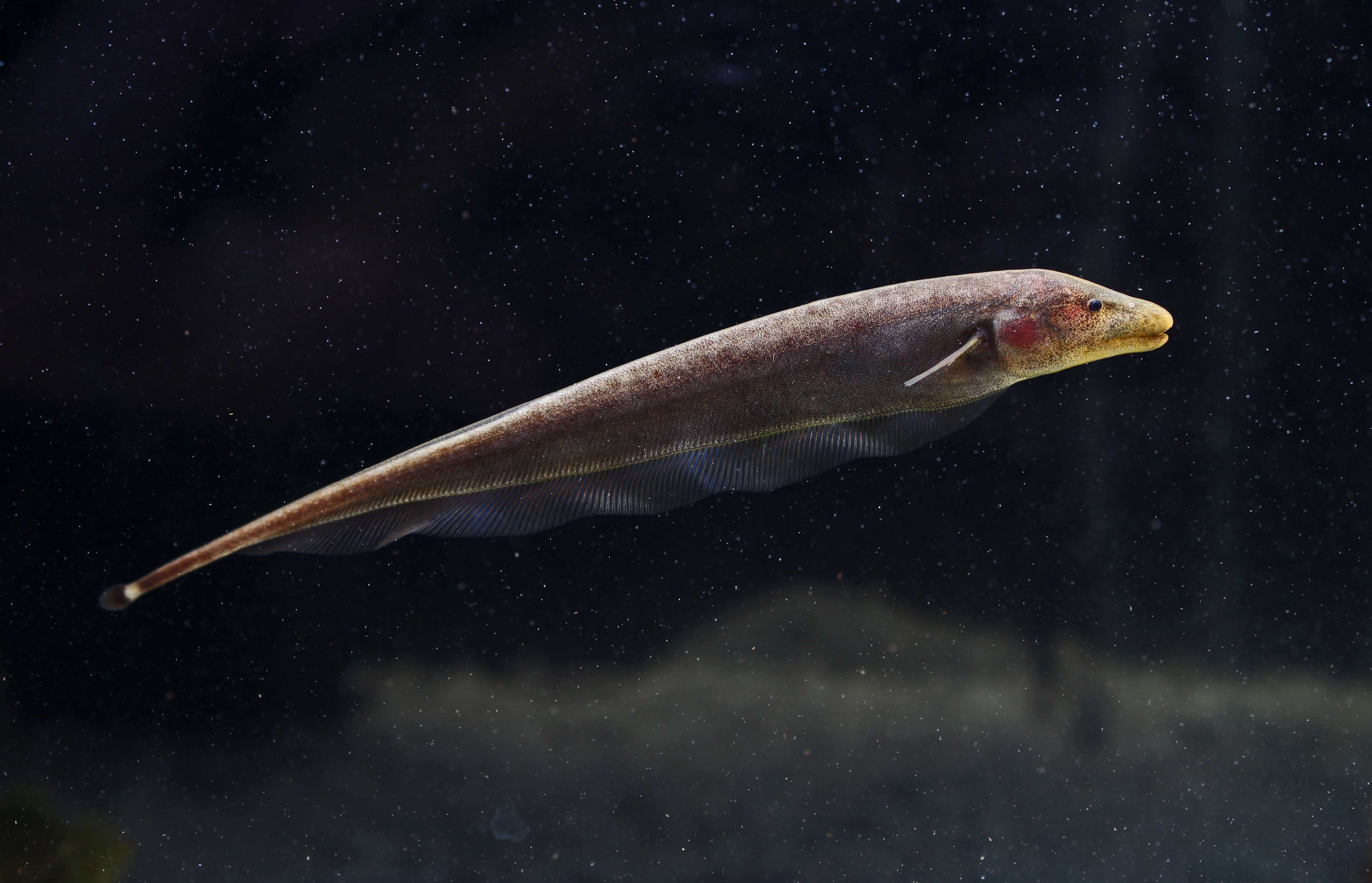 Brown Ghost Knife Fish