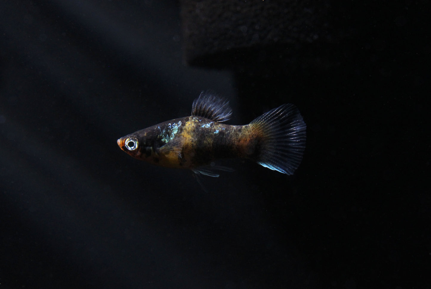 Bumble Bee Platy