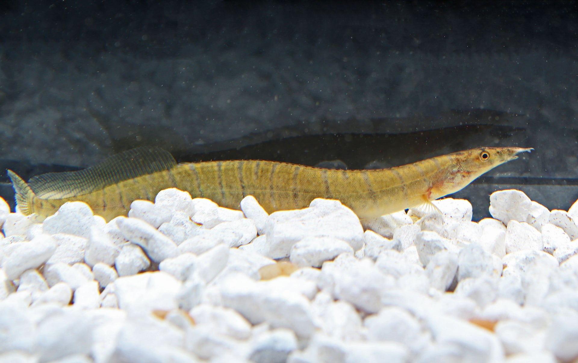 Aquarium Where To Buy Live Eels Near Me Burmese Zebra Eel