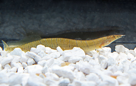 Burmese Zebra Eel