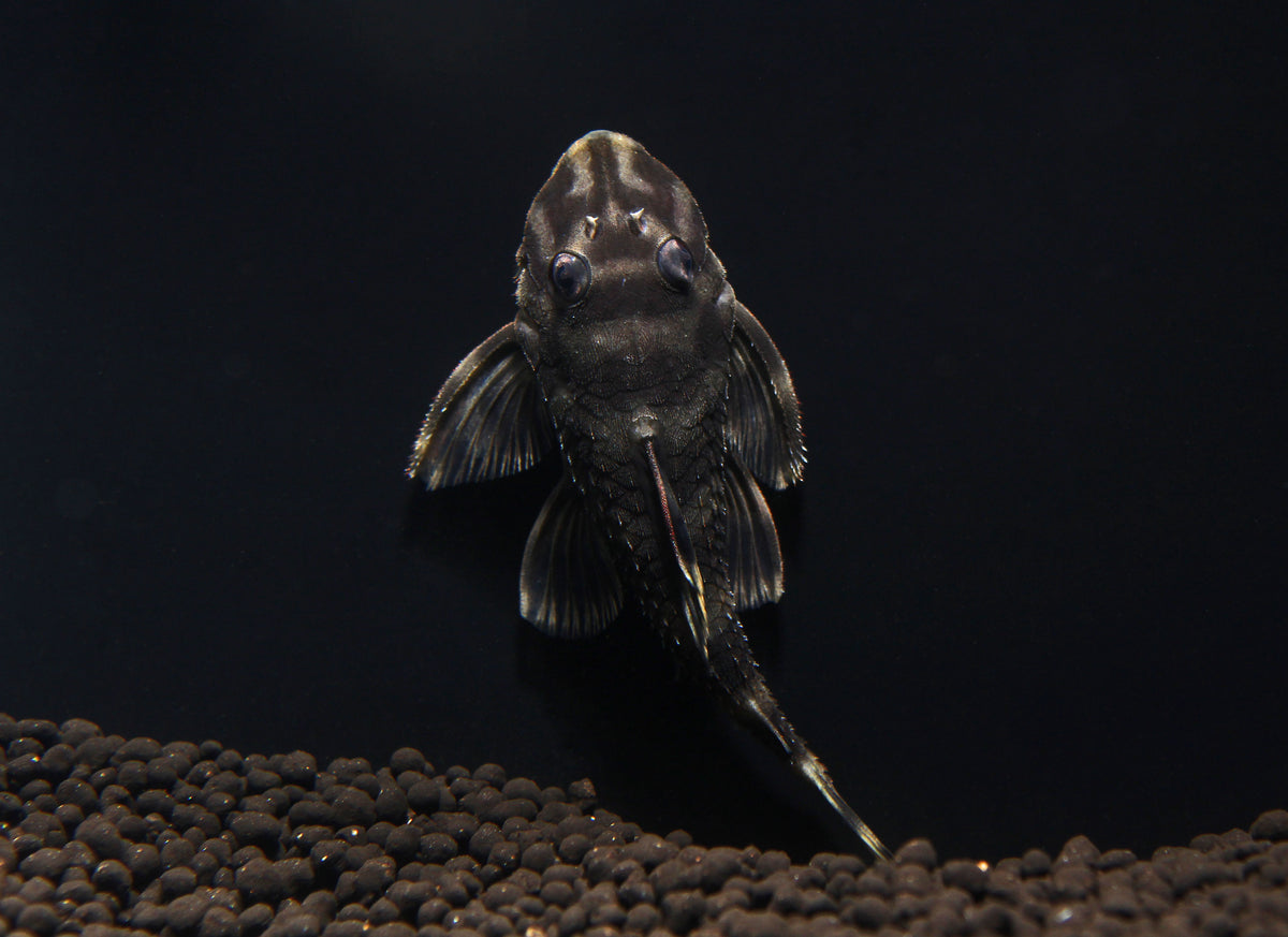 Butterfly Pleco L168