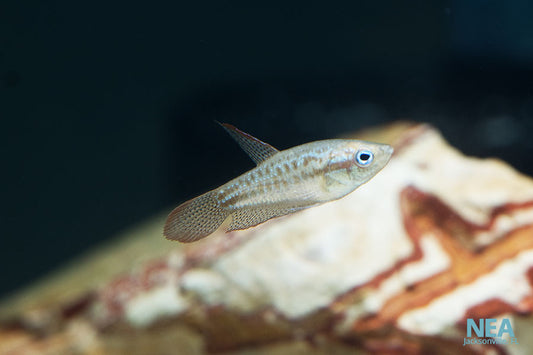 Sparkling Gourami