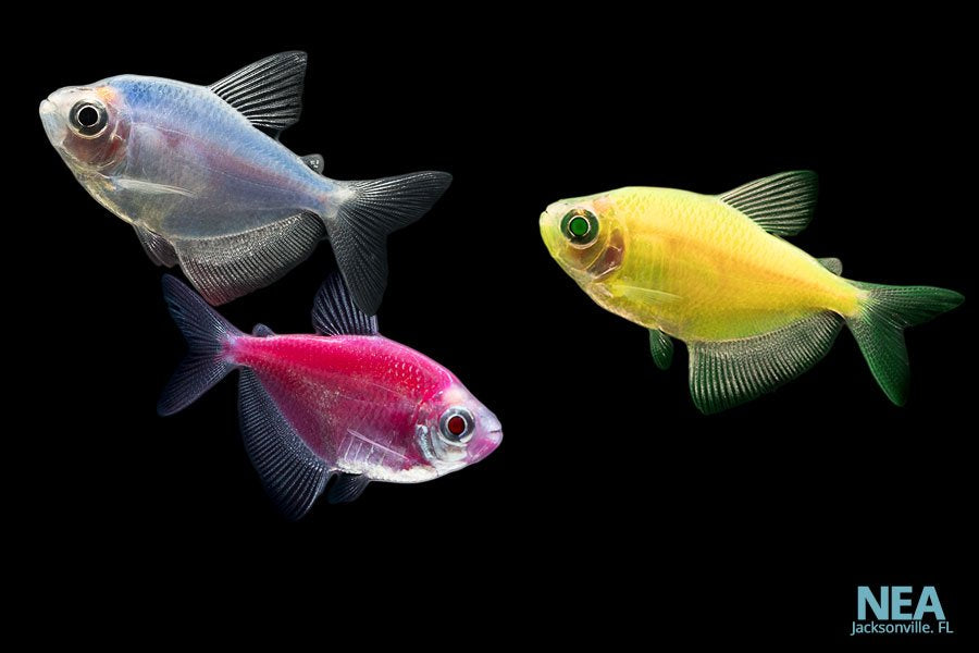 Glofish Tetra