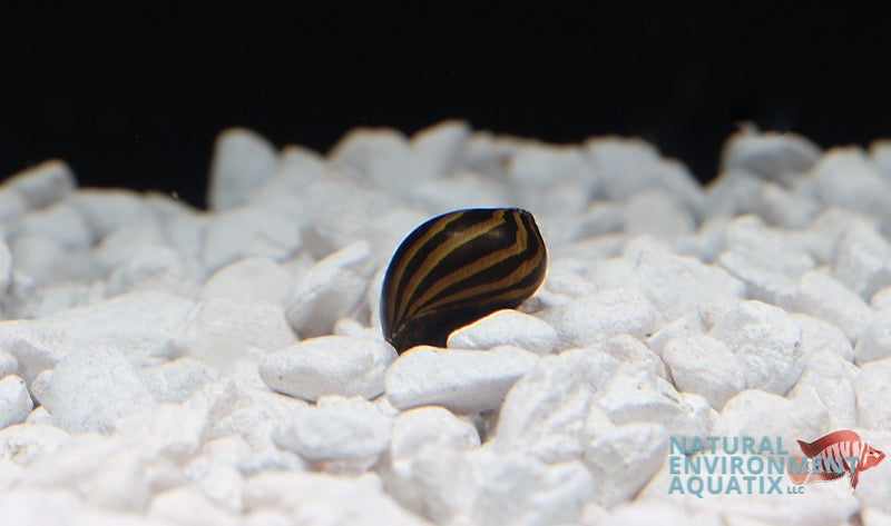 Nerite Snail