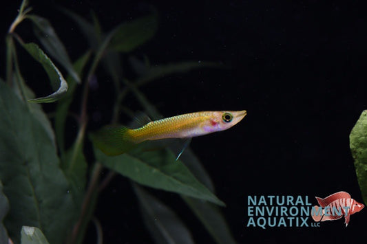 Golden Wonder Killifish