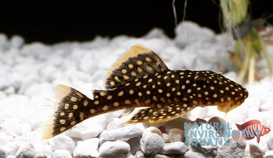 Golden Nugget Plecostomus L-018