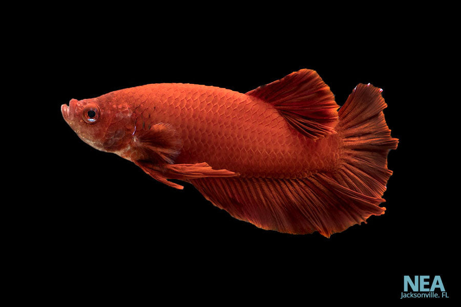 Red Betta Fish Female