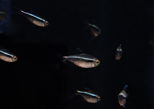 Black Neon Tetra