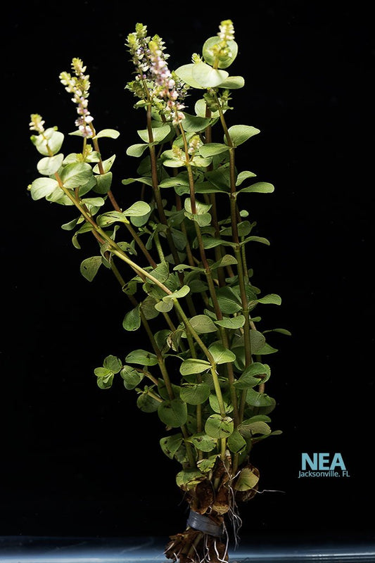 Rotala