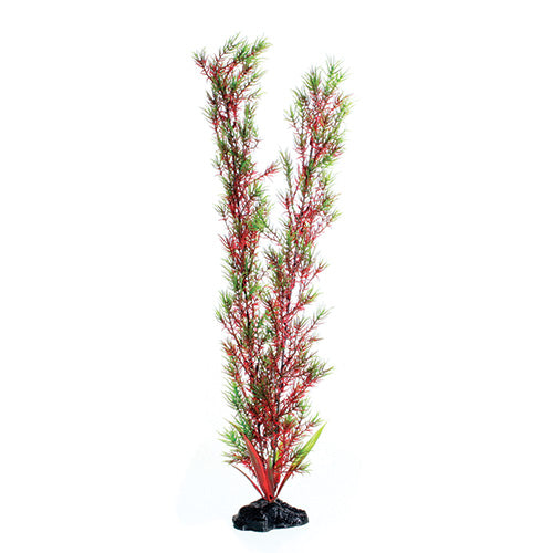 Red/Green Springeri - 20" Aquarium Plant