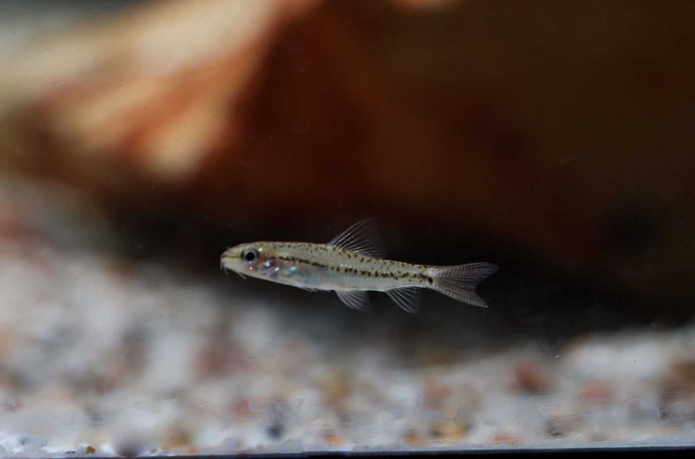 Loach