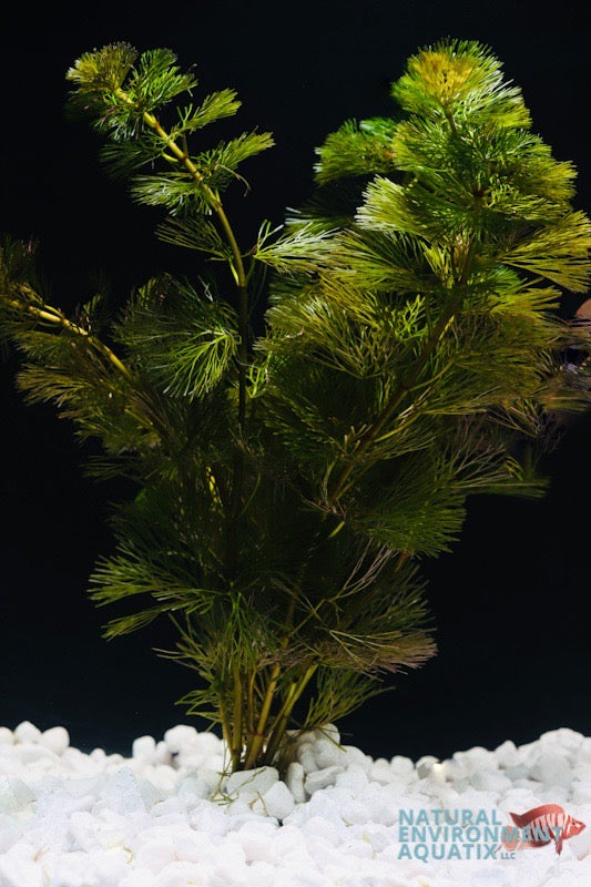 Cabomba Aquatic Plant 