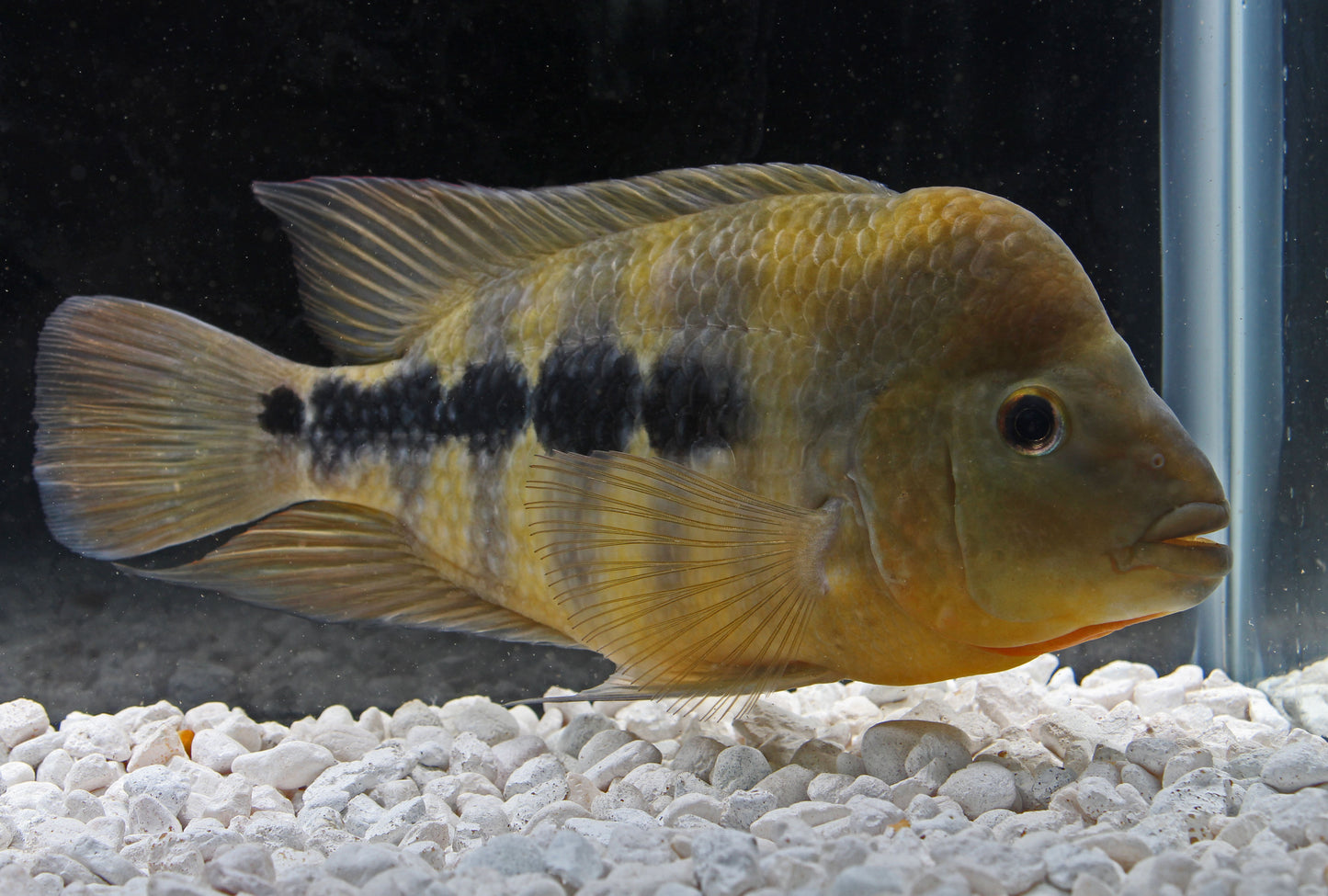 Amphilophus Chancho Cichlid