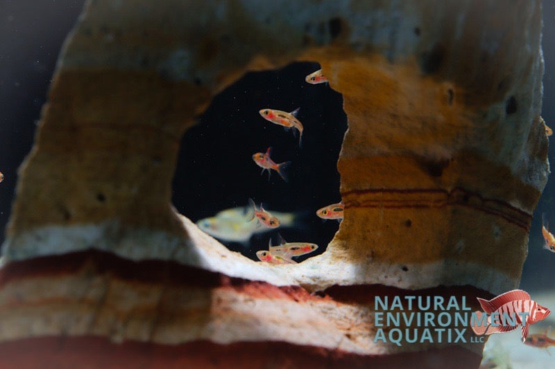 Small red fish, likely Chili Rasbora, swimming in an aquarium environment with plants.