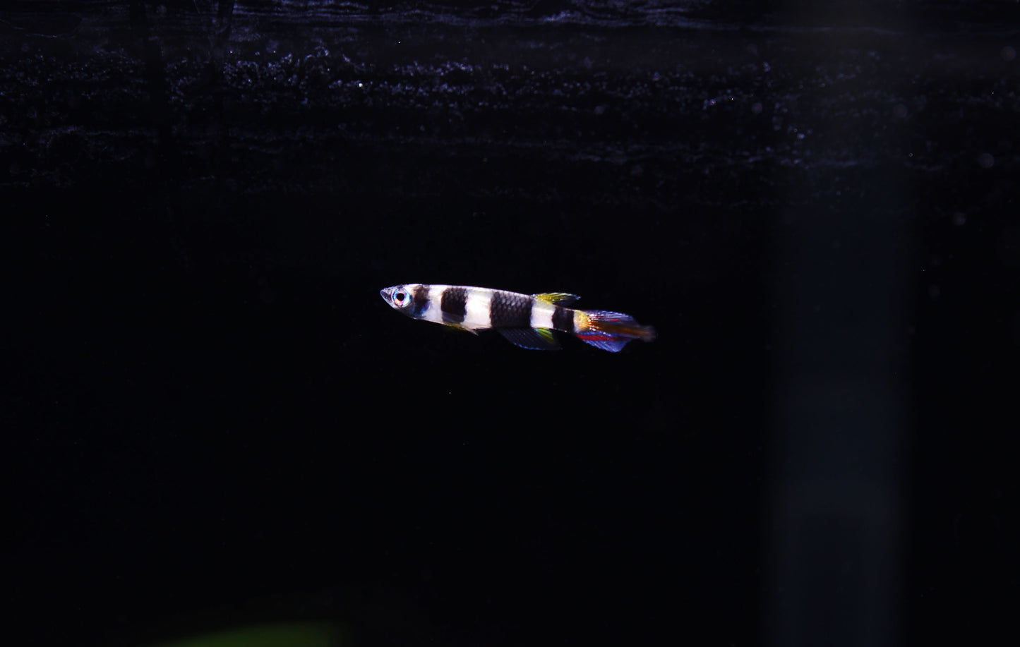 Clown Killifish