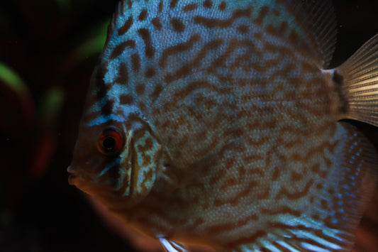 Close-up image of a cobalt discus fish with blue and silver patterns.