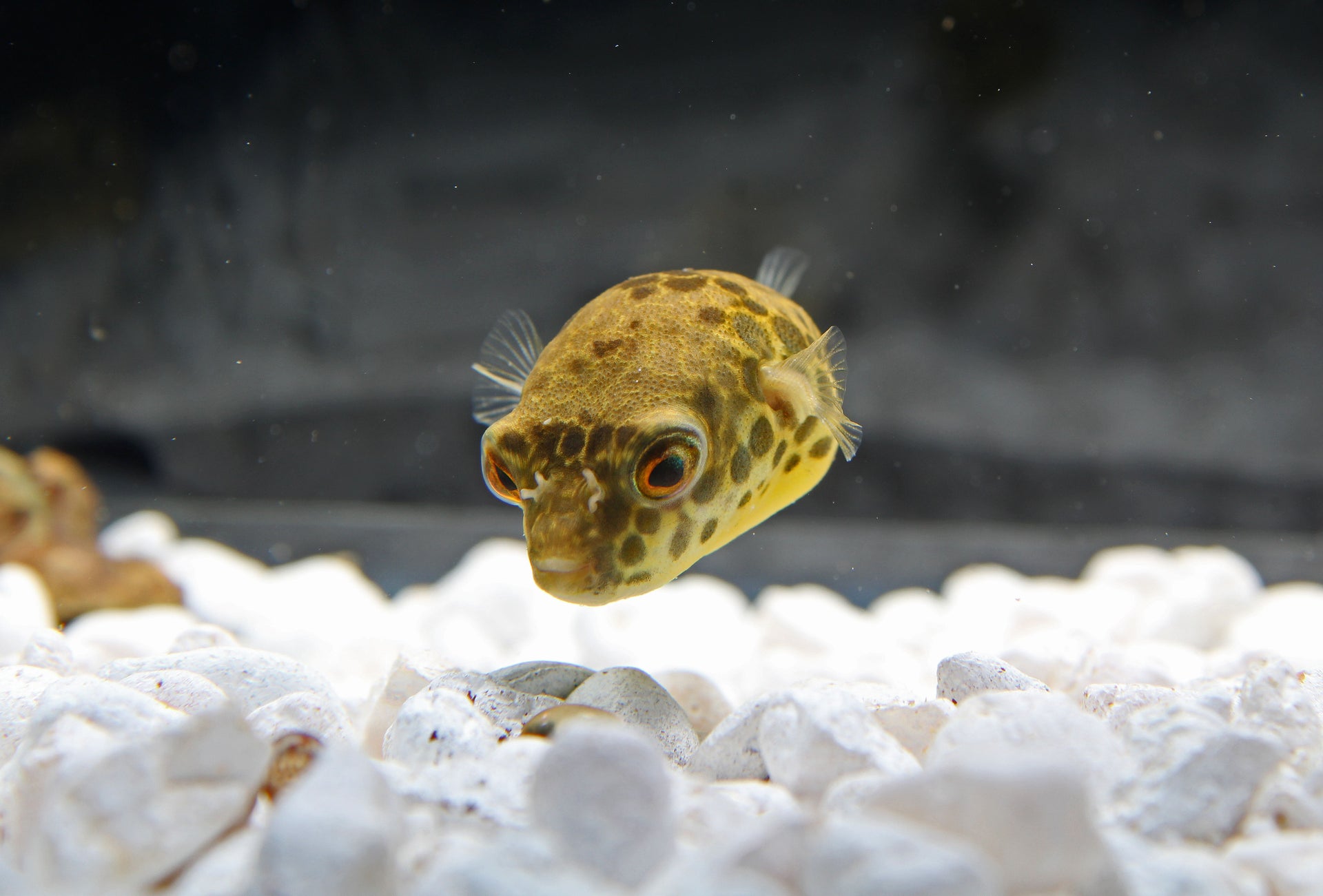 congo box puffer fish Spotted Congo Pufferfish – Natural Environment Aquatix