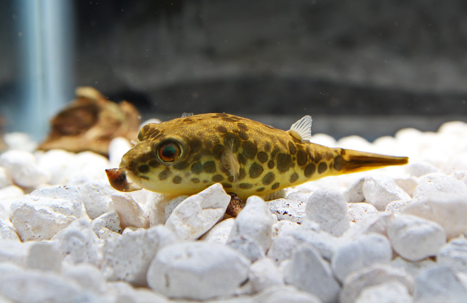 Spotted Congo Pufferfish – Natural Environment Aquatix