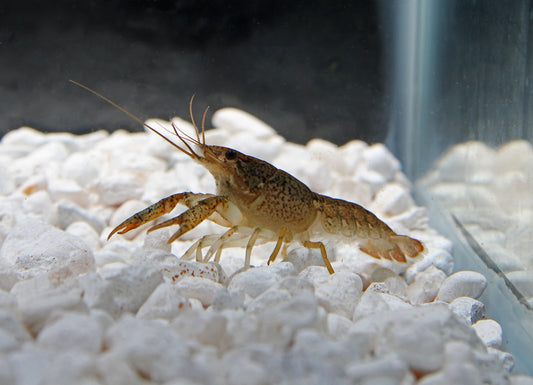 Crayfish