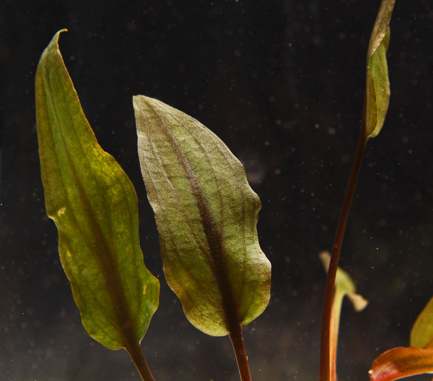 Cryptocoryne Wendtii "Affinis Red"