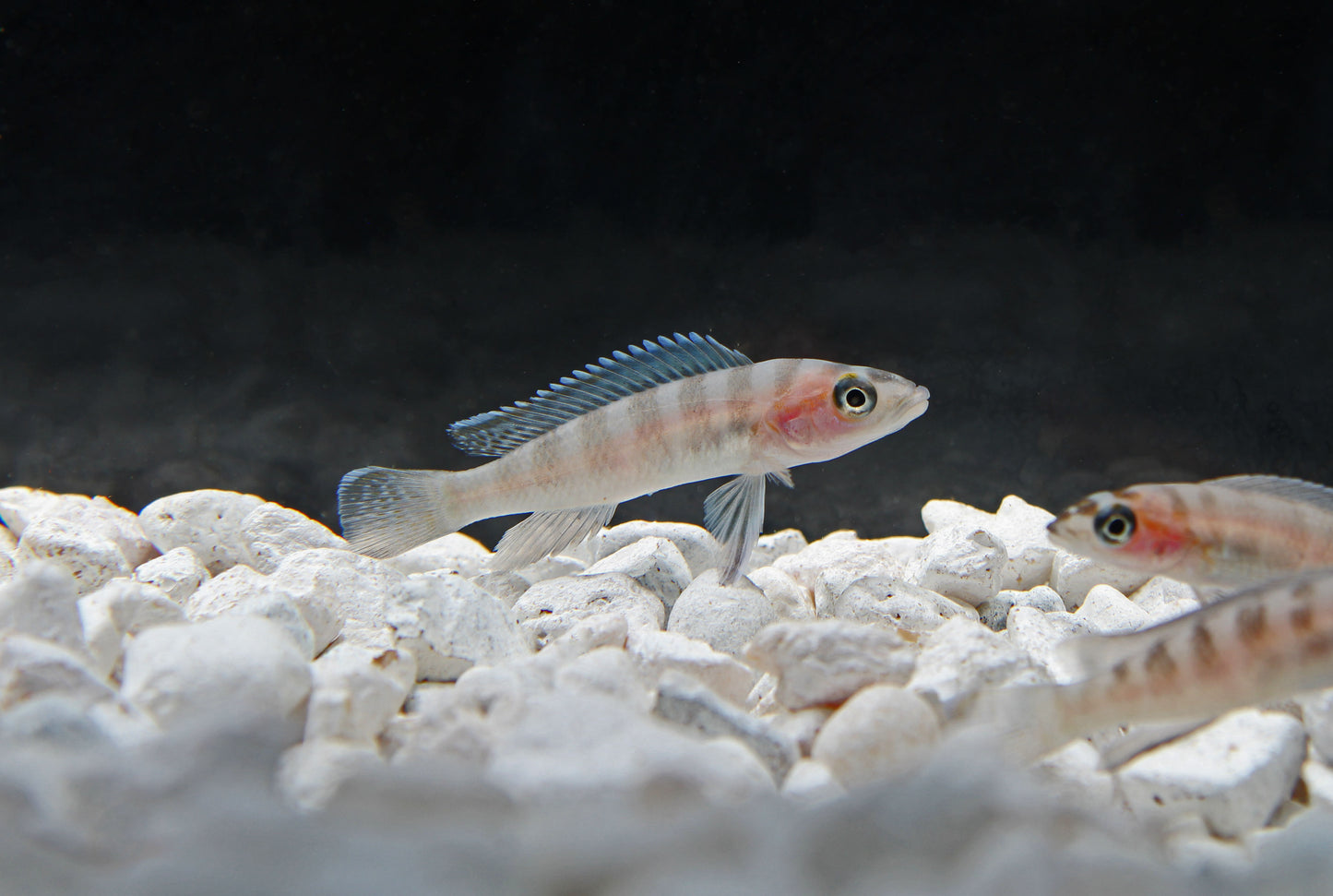 Cylindricus Cichlid