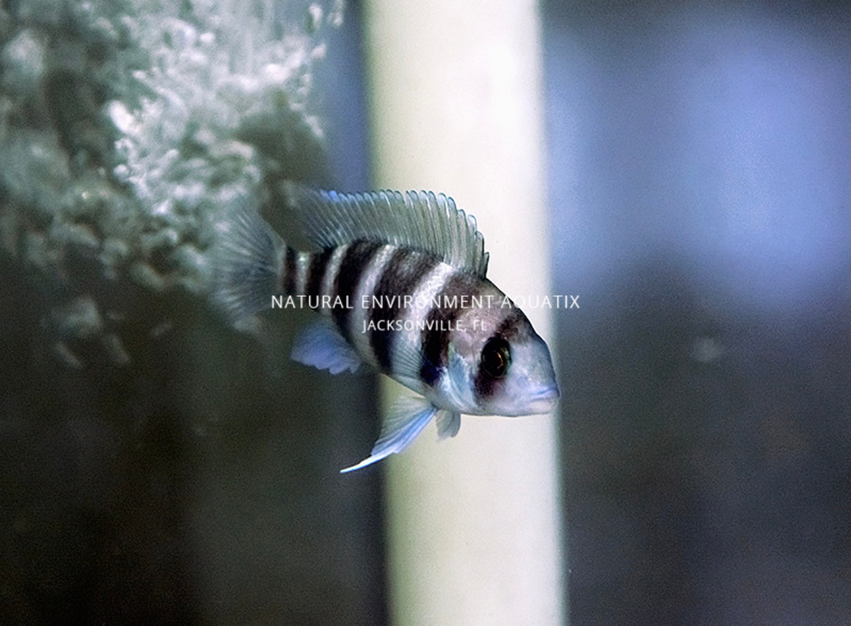 6 Bar Frontosa Cichlid