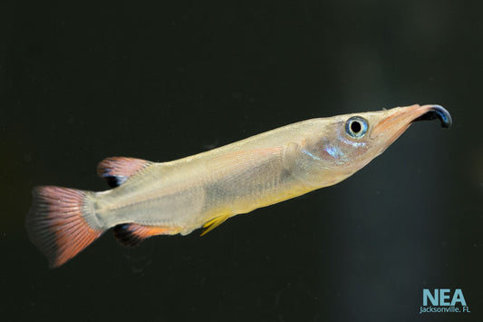 Celebese Halfbeak