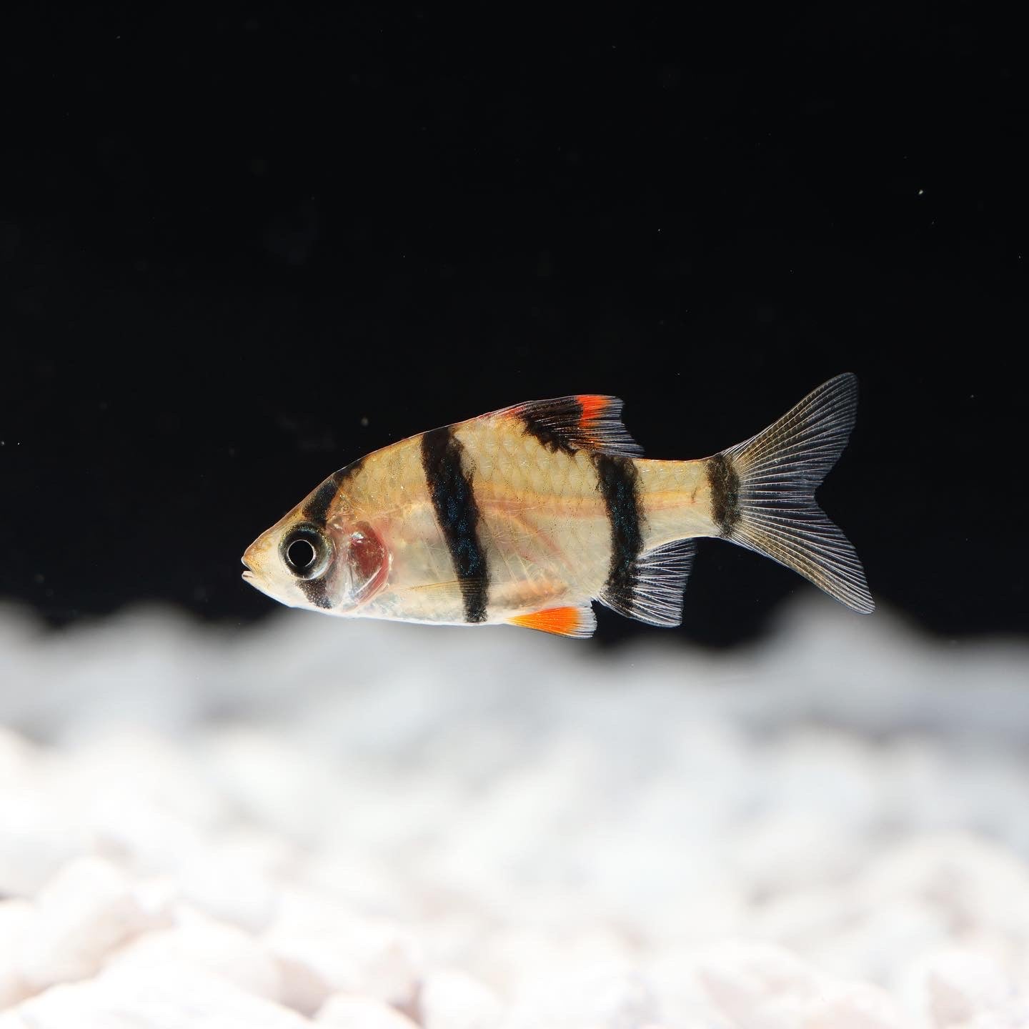 Tiger Barb