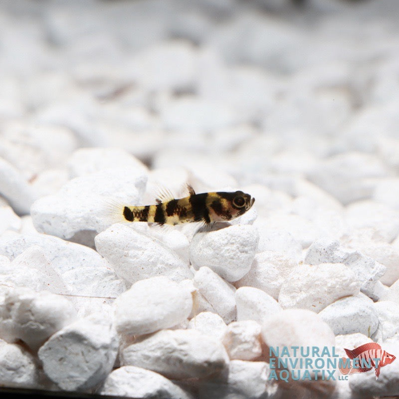 Bumblebee Goby