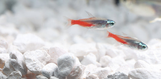 Two Diamond Head Neon Tetras swimming in an aquarium with white gravel substrate and green plants.